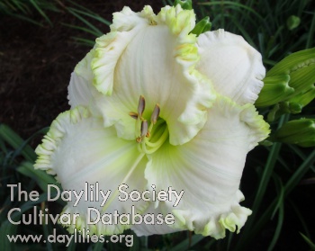 Daylily Heavenly Banquet